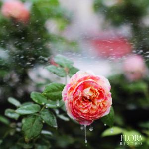 Ảnh trong thư viện ảnh của Bloom in Hanoi - The Residences ở Hà Nội