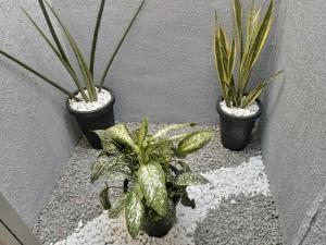 three plants in pots sitting on a wall at Kitnet de luxo perto do shopping da ilha in São Luís
