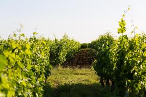 a row of trees in the middle of a field at Coup 2 Foudres in Saint-Jean-de-Blaignac