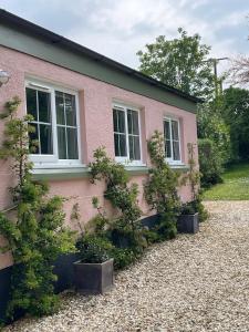 a pink house with trees in pots in front of it at Garden cottage near River Exe in Brampford Speke +5 photos