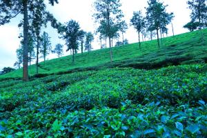 Giardino di Green view suits