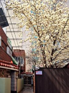 a tree with white flowers on it next to a fence at Private House Good Stay Samdeok in Daegu