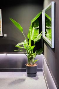 Fotografie z fotogalerie ubytování Boulevart Donostia v destinaci San Sebastián