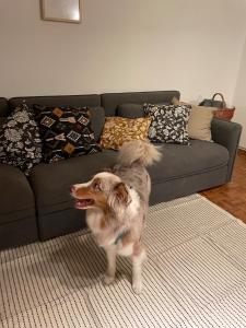 a dog standing in front of a couch at Katja Cottage in Bohinjska Bela +12 photos