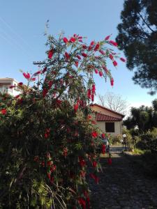 A garden outside Sea La Vie
