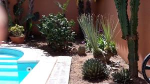a garden with cacti and plants next to a pool at Villa Salvatore in San Leone