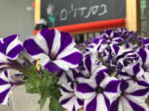 Fotografie z fotogalerie ubytování בסנדלים: חאן בוטיק בגולן v destinaci Ma'ale Gamla