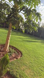 マラケシュにあるVilla haut standig 2000 m2の草原の中の木