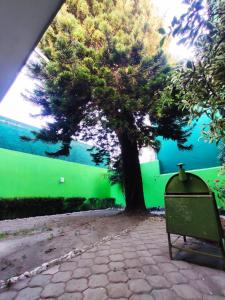 un albero davanti a una parete verde con una panchina di Hotelito Ejido San Ale a Momoxpan