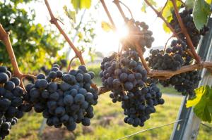 朗根洛伊斯Wine Escapes Langenlois #BRAND NEW#的相册照片