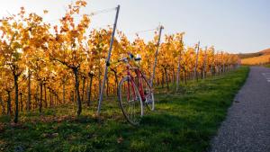 Wine Escapes Langenlois #BRAND NEW#外面的花园