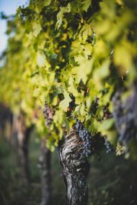 Wine Escapes Langenlois #BRAND NEW#外面的花园