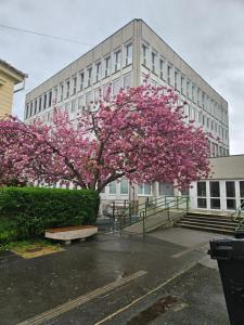 a tree with pink flowers in front of a building at HelloWine Apartman in Eger