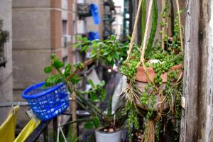 a bunch of plants in pots on a balcony at Bed-Letto-Cama in Shared Room Camera Condivisa in Naples