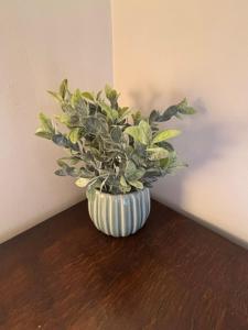 a plant in a vase sitting on a wooden floor at The Shippon Barn - A delightful haven for families in Wirral
