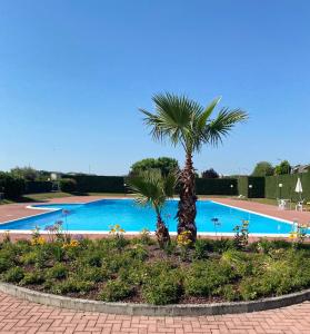 eine Palme neben einem großen Pool in der Unterkunft Sosien Apartments in Desenzano del Garda