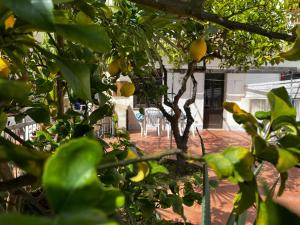 A garden outside Casa Ciccio