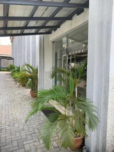 a group of palm trees in pots outside of a building at Swiss pearl continental hotels and apartments in Abuja +6 photos