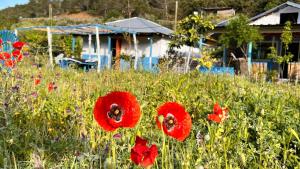 A garden outside Dar zitouna