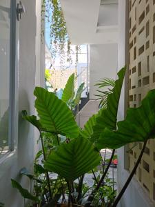 Gallery image of Guest House Djumah Damai in Saba