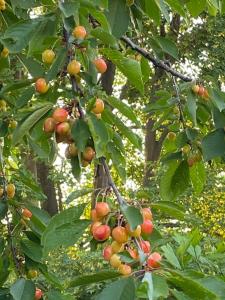 a bunch of fruit hanging from a tree at La Maison du Cerisier - Chambre d'hôtes in Senlis