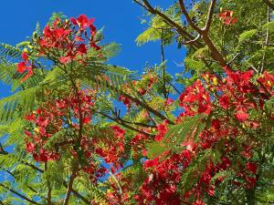 a tree with red flowers on it at Hilda's Homestay in Diani Beach