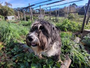 a dog is standing in a garden at Kleinwatervalplaas Farm Stay Accomodation in Caledon