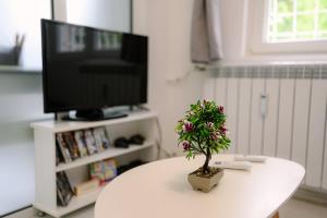 una pequeña planta en una mesa blanca frente a un televisor en Top Center - 2 min from NDK, en Sofía