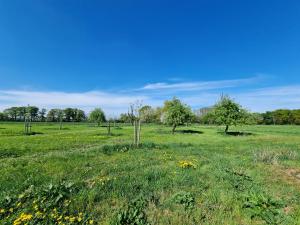 a field of grass with trees and yellow flowers at Gartenblick im Gutshaus - Ferienwohnung in Kevelaer +12 photos