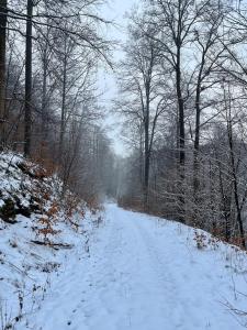 a snow covered path in a forest with trees at Renovated apartment with Wi-Fi in Walkenried +3 photos
