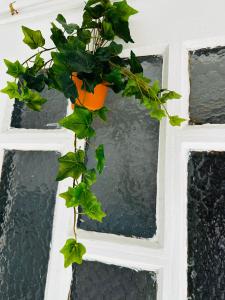 a plant in a pot hanging from a window at Esparta Home ! in Córdoba