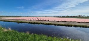 Galeriebild der Unterkunft Superior Familiekamer 4 personen OF Privékamer 2 personen in Anna Paulowna