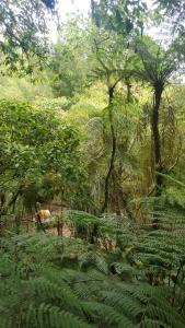Billede fra billedgalleriet på Campamento equipado de bosque i Cuetzalán del Progreso