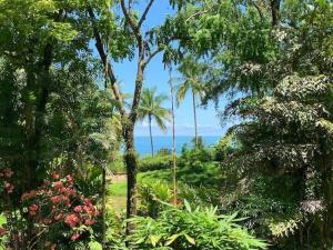 a view of the ocean from a forest of trees at Casa Selva in Dominicalito