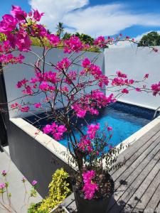 a plant with pink flowers next to a swimming pool at Villa cecile in Balian