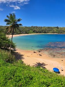 a beach with a palm tree and the ocean at This is it! Dreamy Beach, Stunning Views, Awesome Location in Kilauea
