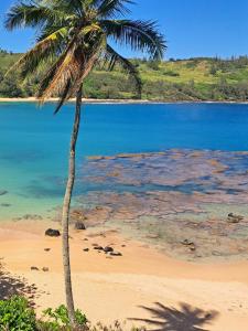 a palm tree on a beach with the water at This is it! Dreamy Beach, Stunning Views, Awesome Location in Kilauea