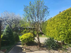 une haie avec un arbre dans un jardin dans l'établissement Apartament Bajka, à Bolesławiec