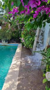 Gallery image of Casa Michelangela - Holistic bio Hotel in Ischia
