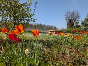 a field of flowers with a fence in the background at Apartment im Grünen in Ettlingen