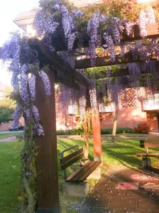 a pergola covered in purple wisterias at B&B Independente in Assago