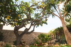 an orange tree in front of a brick building at Kimos in San Vito lo Capo +7 photos