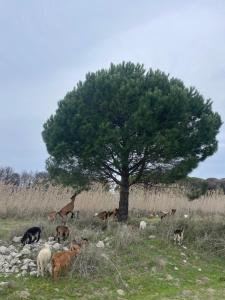 Φωτογραφία από το άλμπουμ του Diarla's Home 1 σε Fier