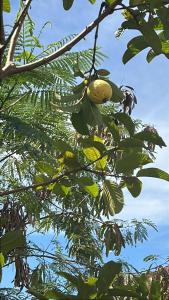 Příroda nedaleko penzionu