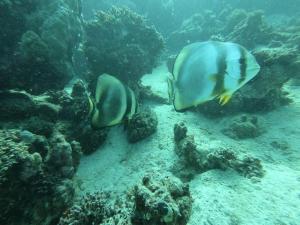 Dyr på pensionatet eller i nærheden + 31 billeder