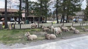 Zvířata v motelu nebo okolí