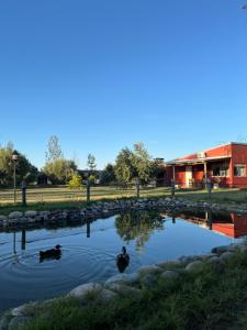 圣拉斐尔Finca La Calma的建筑物前池塘里的两只鸭子