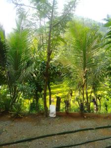 a group of palm trees in a field at Ganga Addara in Rattota
