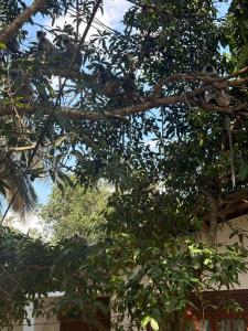 Giardino di Gleeful Hostel