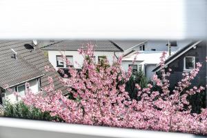 a bunch of pink flowers in front of some houses at krönchen zwei in Siegen